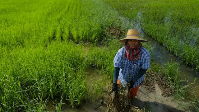 ชาวนากลางทุ่งหญ้า