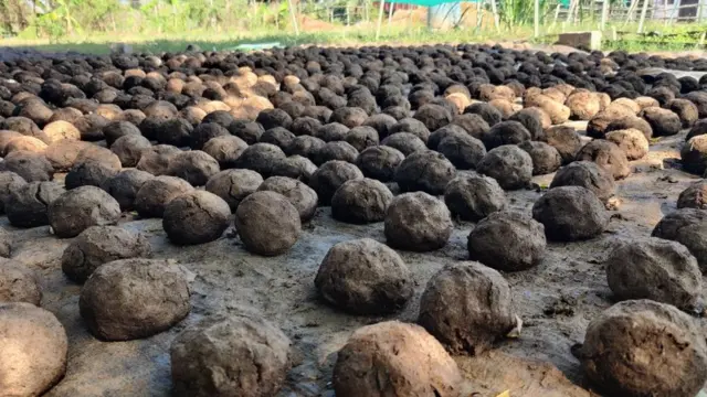 అర్బన్ ఎకో ఫార్మింగ్