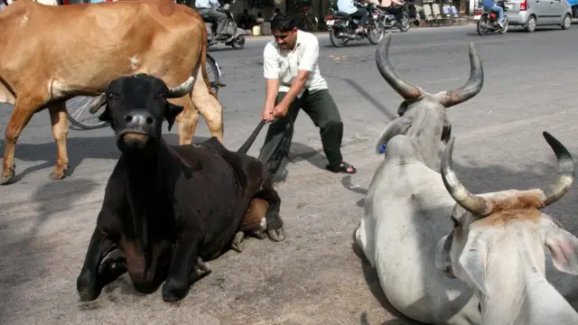 રખડતા ઢોર