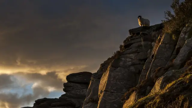 Овца на скале в Пик-Дистрикт