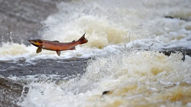 salmão em rio britânico