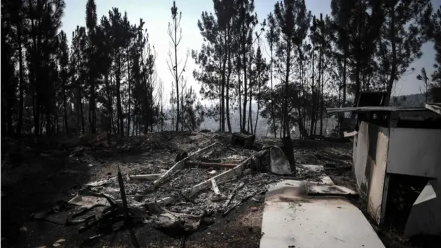 Обгорілий ліс після пожежі