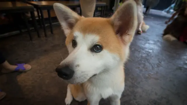 Big Dog Cafe ยังมีสุนัขพันธุ์เล็กและขนาดกลางที่น่ารักอีกหลายตัว ยกตัวอย่าง สุนัขพันธุ์อากิตะตัวนี้