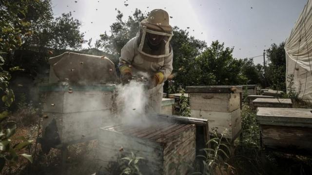 양봉 꿀벌은 양봉가들로부터 위치와 식단, 건강은 물론 번식까지 통제당하고 있다