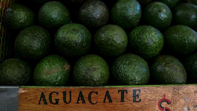Aguacate mexicano