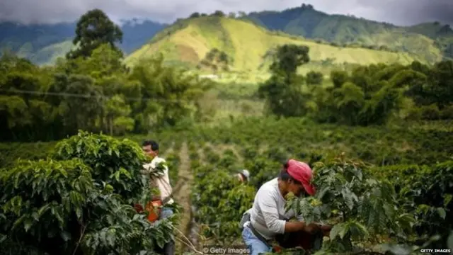ਕੋਲੰਬੀਆ 'ਚ ਕੌਫ਼ੀ ਦੇ ਪੌਦਿਆਂ ਨੂੰ ਇਹ ਬਿਮਾਰੀ ਲੱਗ ਰਹੀ ਹੈ