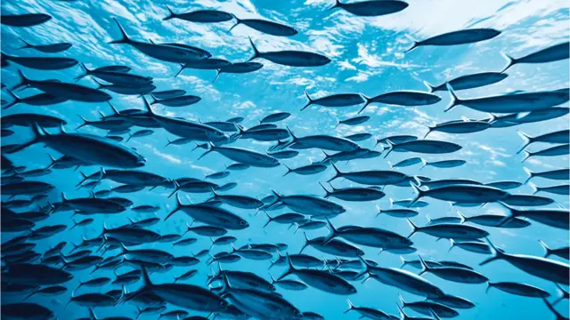 바다의 이산화탄소 농도는 계속 증가하고 있다