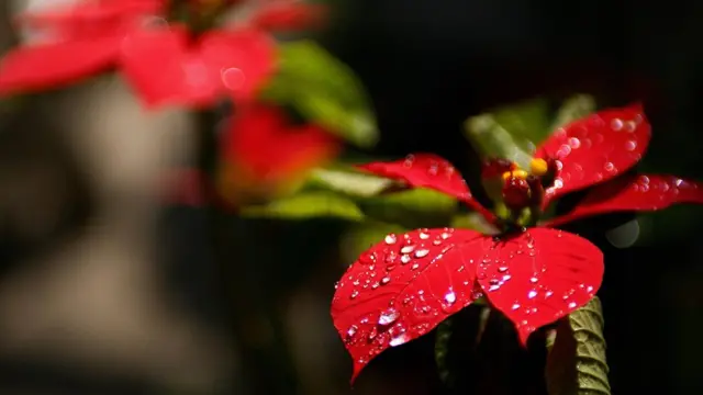 Poinsettia roja