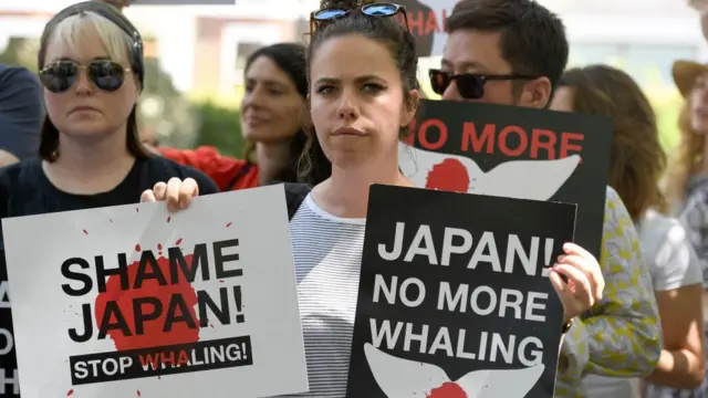 আন্দোলনের চাপে তিমি শিকারে বিধি-নিষেধ আরোপ করা হয়েছে।