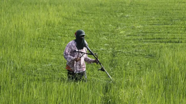 چاول میں آرسنک کی موجودگی