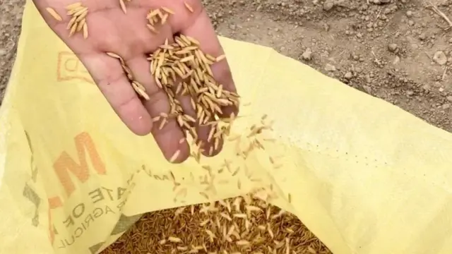 ਪੰਜਾਬ ਖੇਤੀਬਾੜੀ ਵਿਭਾਗ ਮੁਤਾਬਕ ਇਸ ਸਾਲ ਕਰੀਬ 27 ਲੱਖ ਏਕੜ ਵਿੱਚ ਝੋਨੇ ਲਗਾਇਆ ਜਾਵੇਗਾ