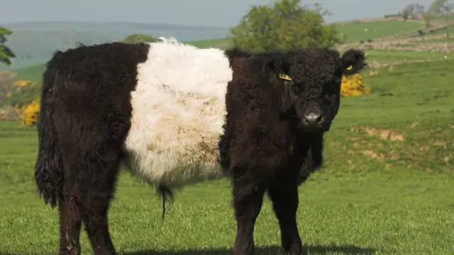 ወገበ ነጭ የከብት ዝርያ