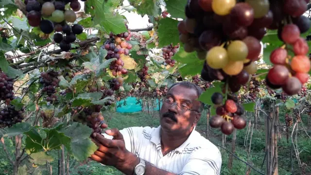 द्राक्ष शेती