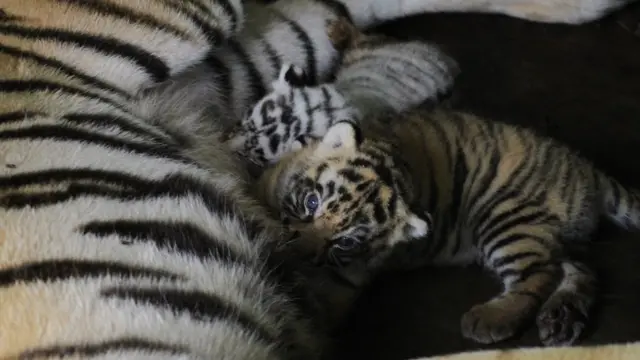 ลูกเสือเกิดใหม่ในเนปาล