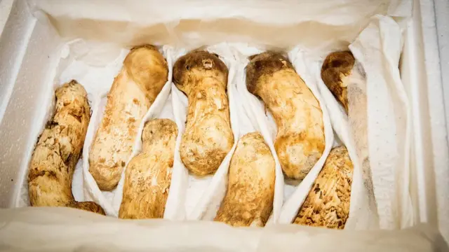 평양 남북정상회담 기념으로 김정은 위원장이 문재인 대통령에게 선물한 송이버섯