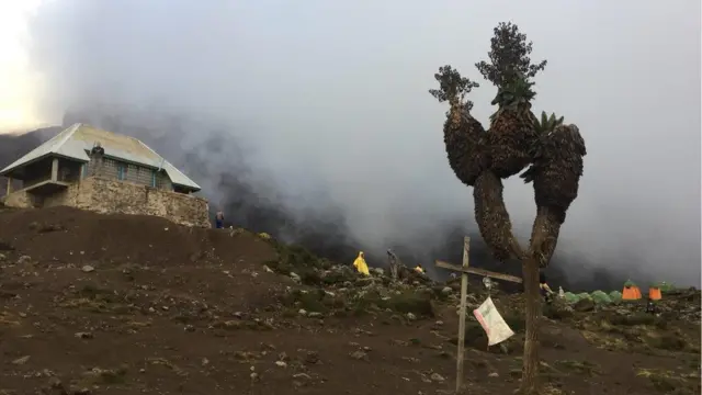 Гигантский крестовик