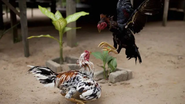 మలేసియా కోడి పందేలు