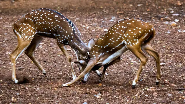 இரை உயிரினங்கள்