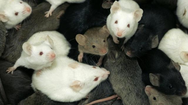 В 1980-х годах из двух разных видов мышей вывели гибридных химер