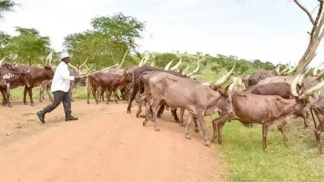 Rais Museveni amekua akifanya kampeni kubadilisha fikra yao kuwa na ngombe na kutoziuza hata ukiwa hauna pesa