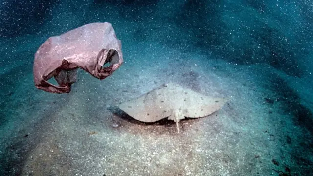 Bolsa plástica cerca de un mantarraya