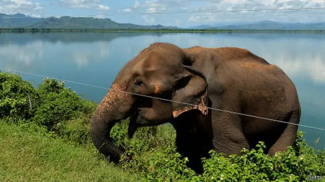 උඩවලවේ වැව් බැම්මේ සිට ආහාර ඉල්ලන හස්ති යාචකයා