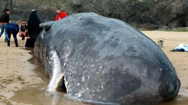 Самка кашалота, выброшенная на берег Корнуолла в 2016 году