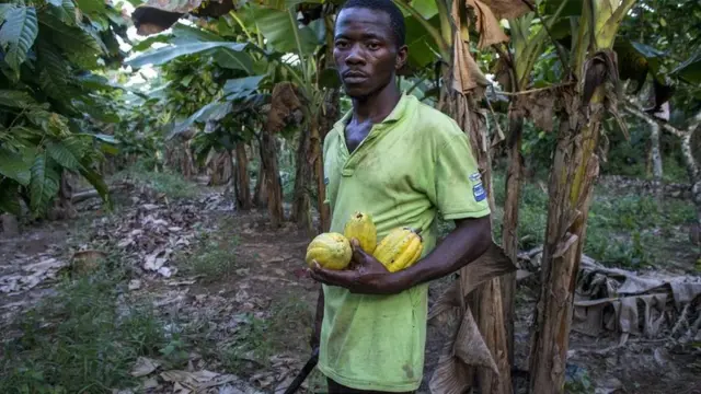今年早些时候，科特迪瓦称，受病毒感染，一个10万公顷的可可种植园必须整体铲除