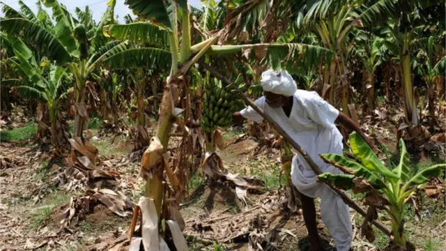 అరటి తోటలో రైతు