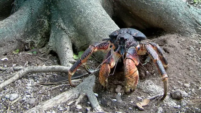 Cua dừa