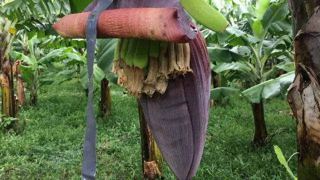 Florbanana