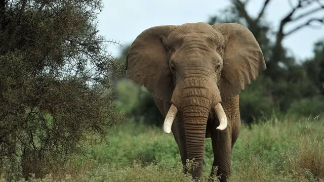 'விளையாடுங்கள், வேட்டையாடாதீர்கள்' - யானை குறித்து 11 சுவாரஸ்ய தகவல்கள்