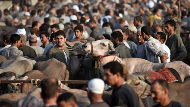 எகிப்தில் உள்ள அஷ்முன் கால்நடை சந்தையில், பலியிடுவதற்காக கால்நடைகளை விற்கும் வணிகர்கள்.