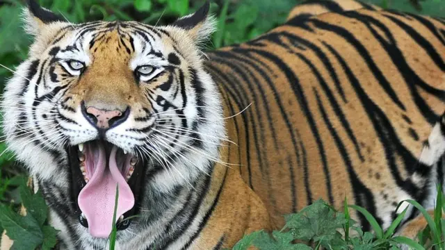 نمر بنغالي