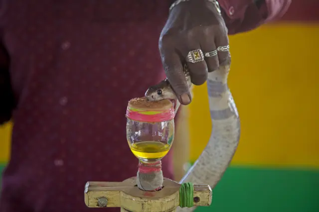 一条蛇一个月会被抽取毒液四次。