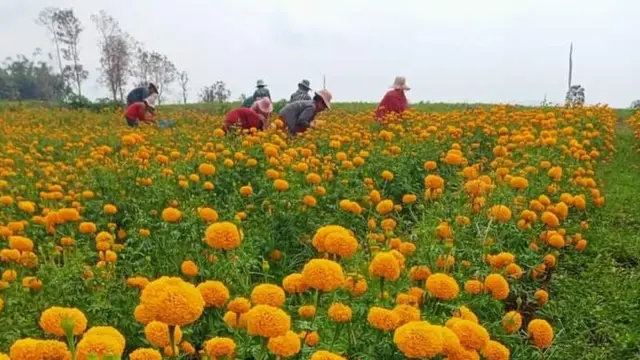 ပန်းခင်းထဲပန်းညှပ်နေတဲ့ ဆရာမဒေါ်သန္တာ