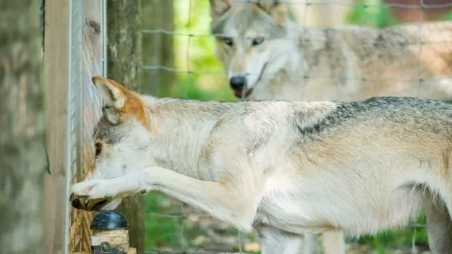 Собаки та вовки гостро реагували на несправедливість, коли інші піддослідні отримували краще частування