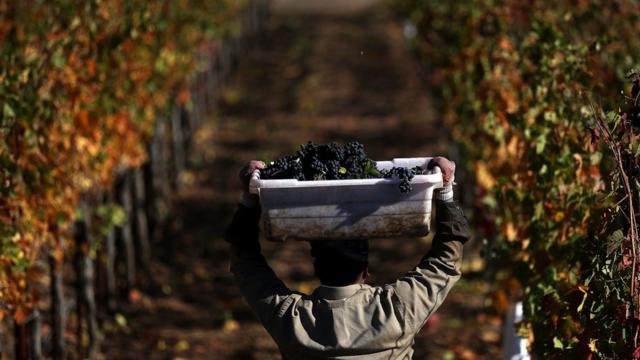 A field worker with Palo Alto Vineyard Management carries a bucket of freshly picked Syrah grapes during a harvest operation on October 25, 2017