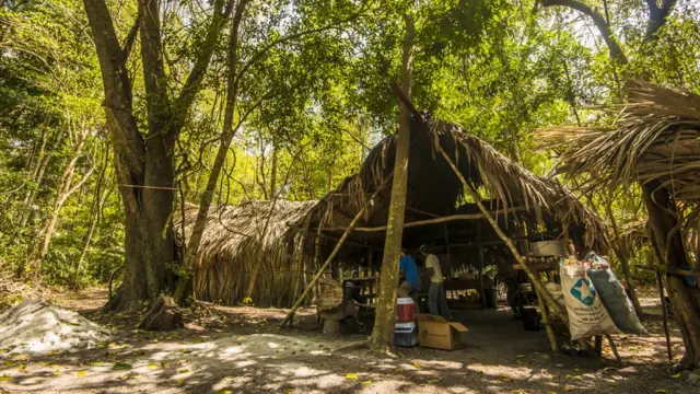 Personas cosechan nueces de ramón