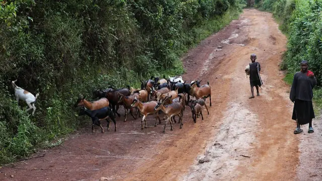 Havugwa umuvuzi w'amatungo wamaze guhitanwa na yo muri aka gace