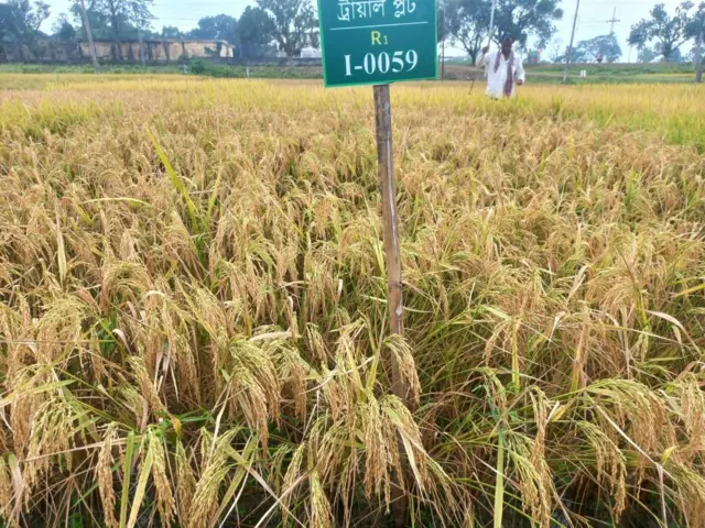 ব্রি ধান ১০৮