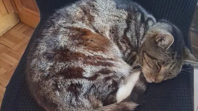 Jaffa, el gato, acurrucado en un sofá. Es marrón, tiene rayas y está durmiendo.