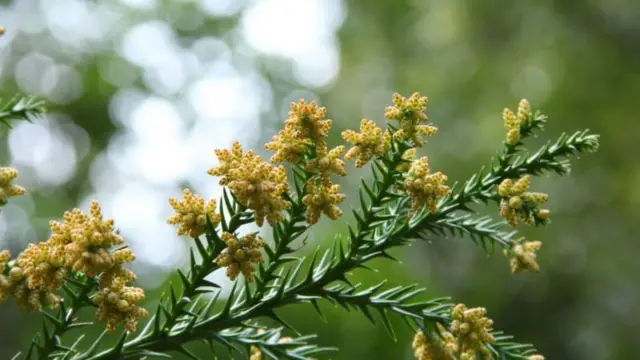 As flores masculinas do cedro japonês 