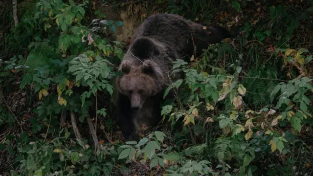 Un urs brun mare coboară prin foliajul verde și dens dintr-o pădure.