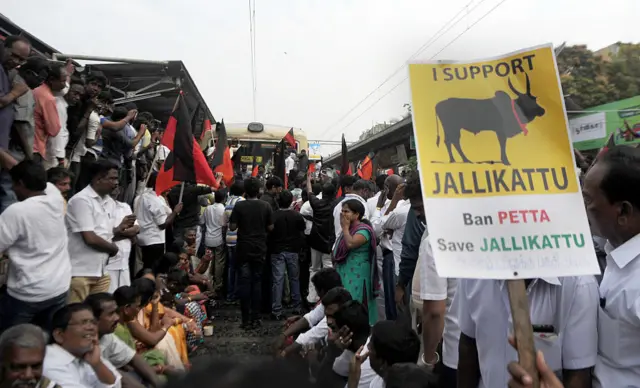 ஜல்லிக்கட்டு