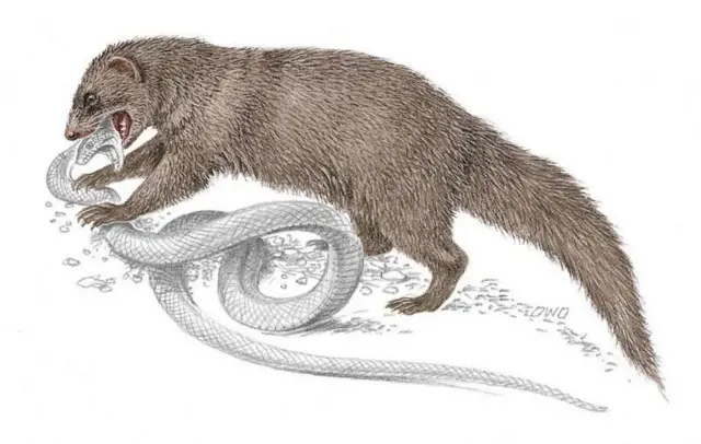 పాములు, ముంగిస