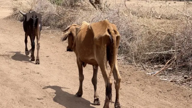 Yeroo hongee kana namoota hedduutti dhukkubichaan qabame