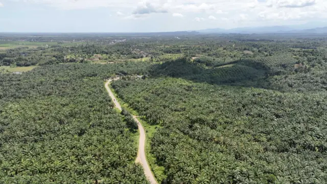 Gambar udara SM Bakiriang yang dikepung perkebunan sawit.