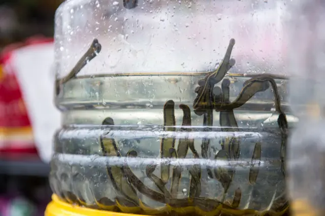 జలగలతో చికిత్స 