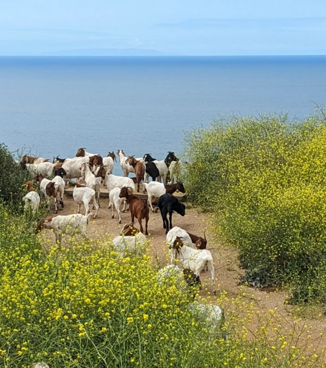 कुशल जीभ आणि जबड्याच्या बरोबरीनेच पोटातील मजबूत आतड्यांमुळे शेळ्या झुडुपं खाण्यासाठी अनुकूल ठरतात.